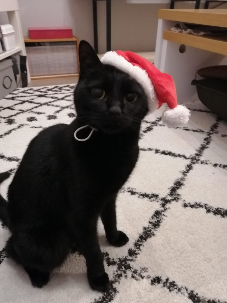 🎅メリークリスマス！！🎄 | 猫専門病院ノアのねこ舟