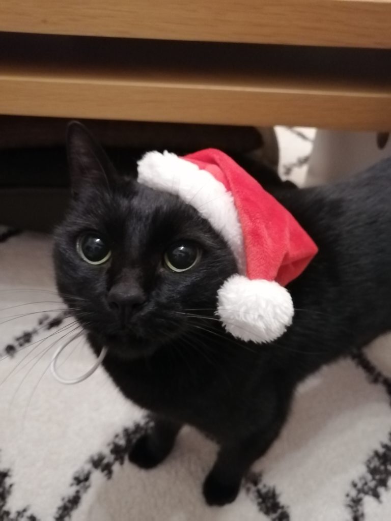 🎅メリークリスマス！！🎄 | 猫専門病院ノアのねこ舟